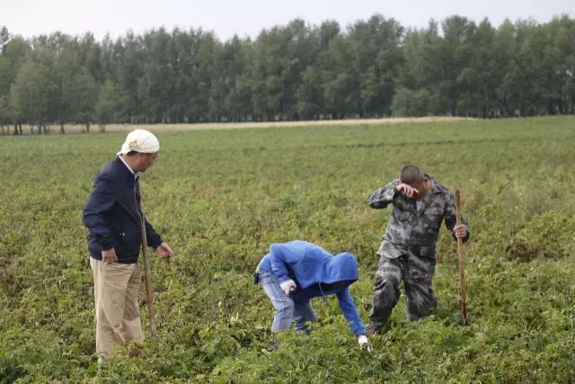 1505790591105346.jpg 薯來(lái)寶2.jpg