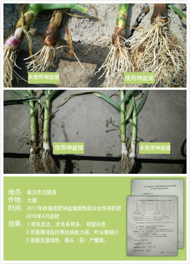 1525684628690272.jpg 蘭陵大蒜.jpg