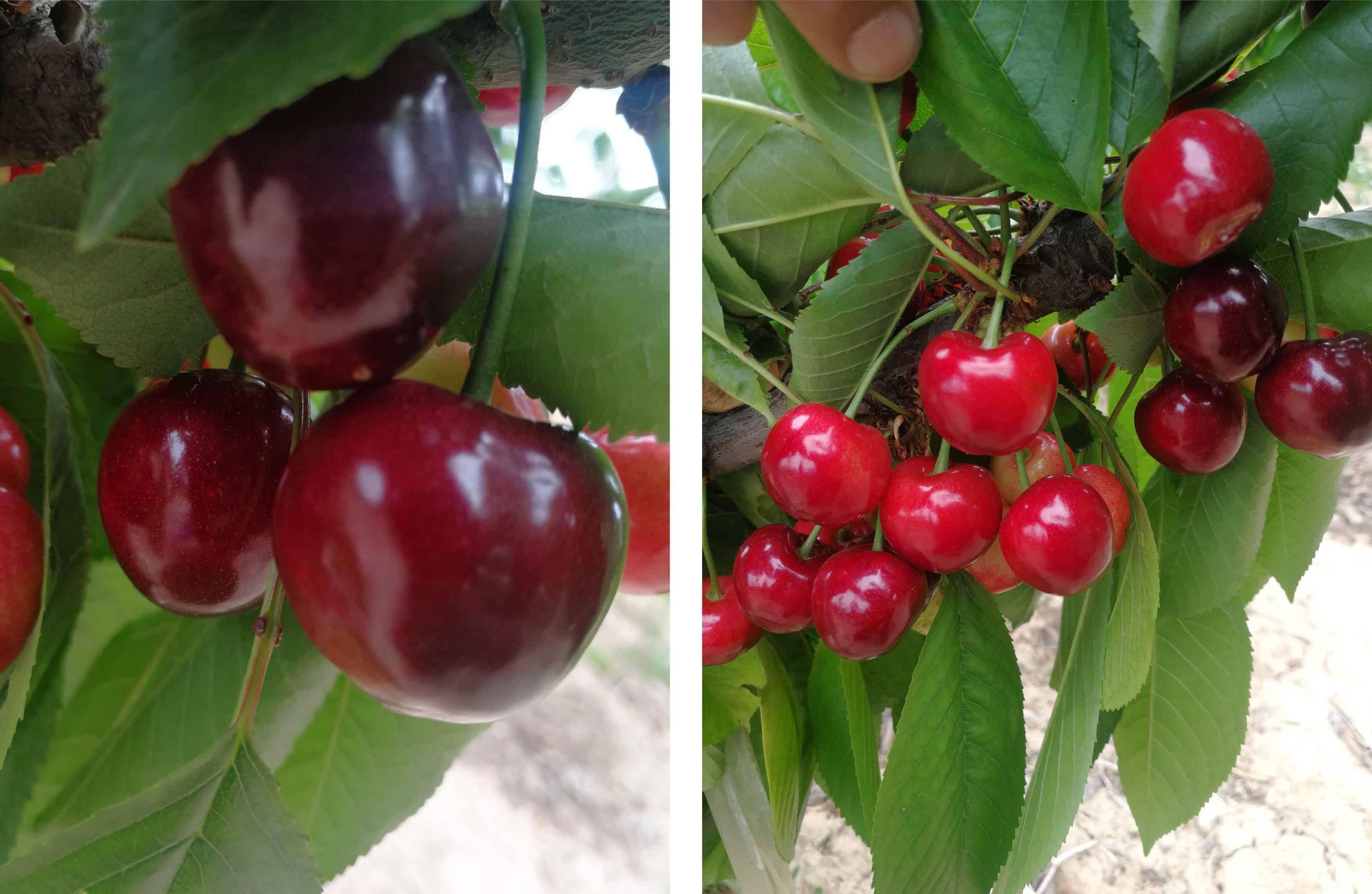 1598420684373820.jpg 未標(biāo)題-1-01.jpg