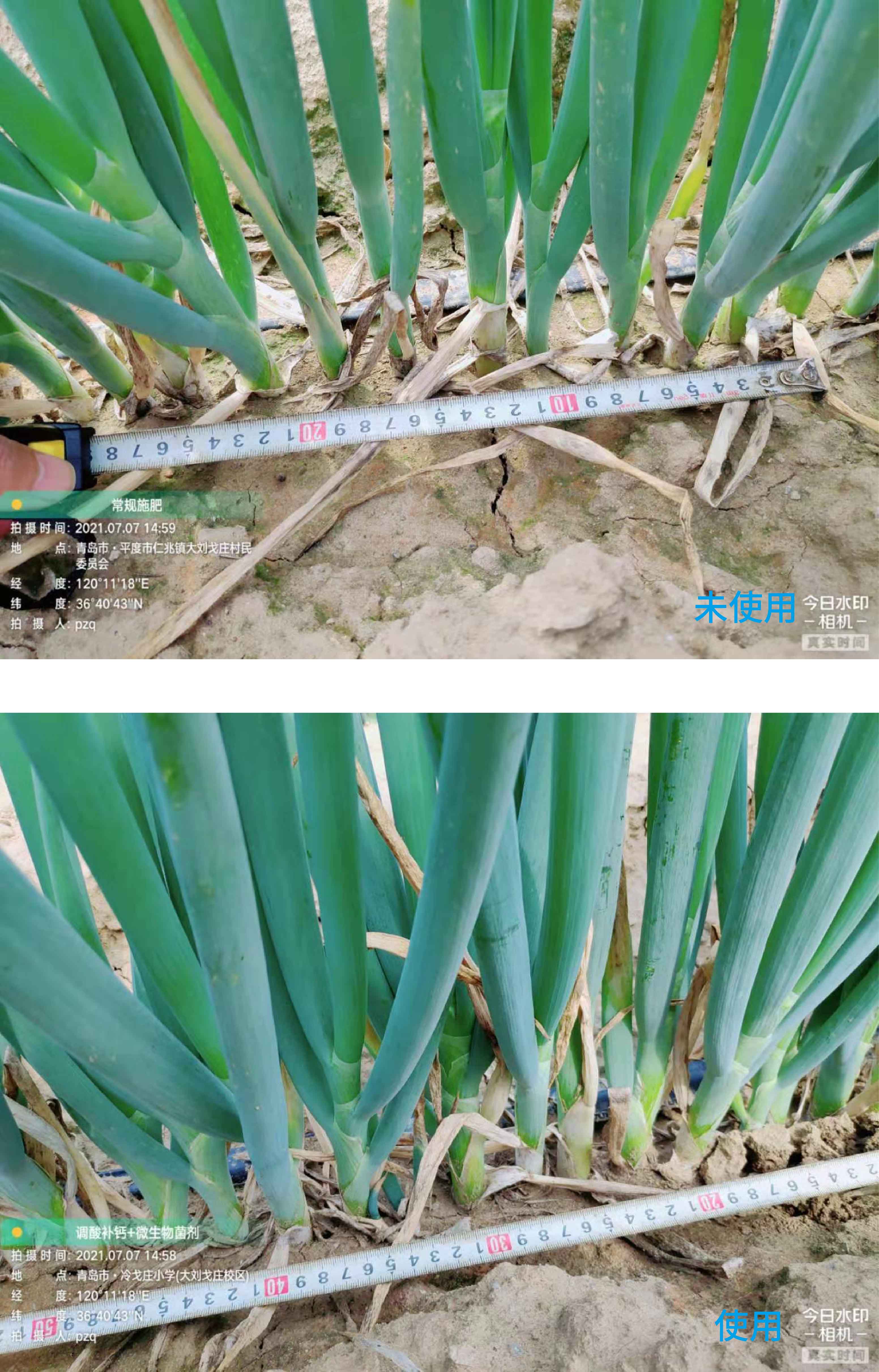 1627003109218945.jpg 小蔥對比3-02.jpg