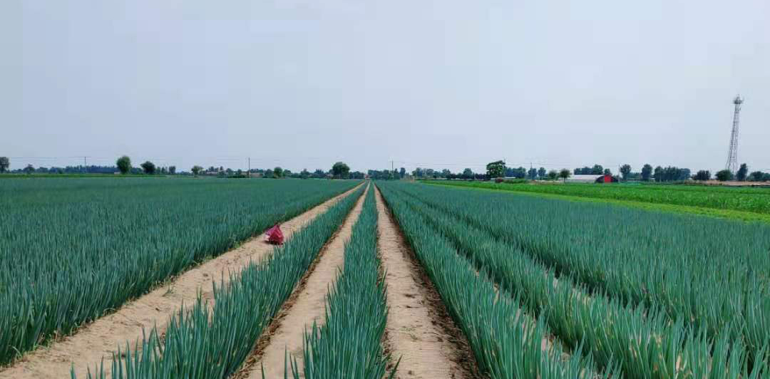 1628733303983463.jpg 0 示范田里的大蔥.jpg