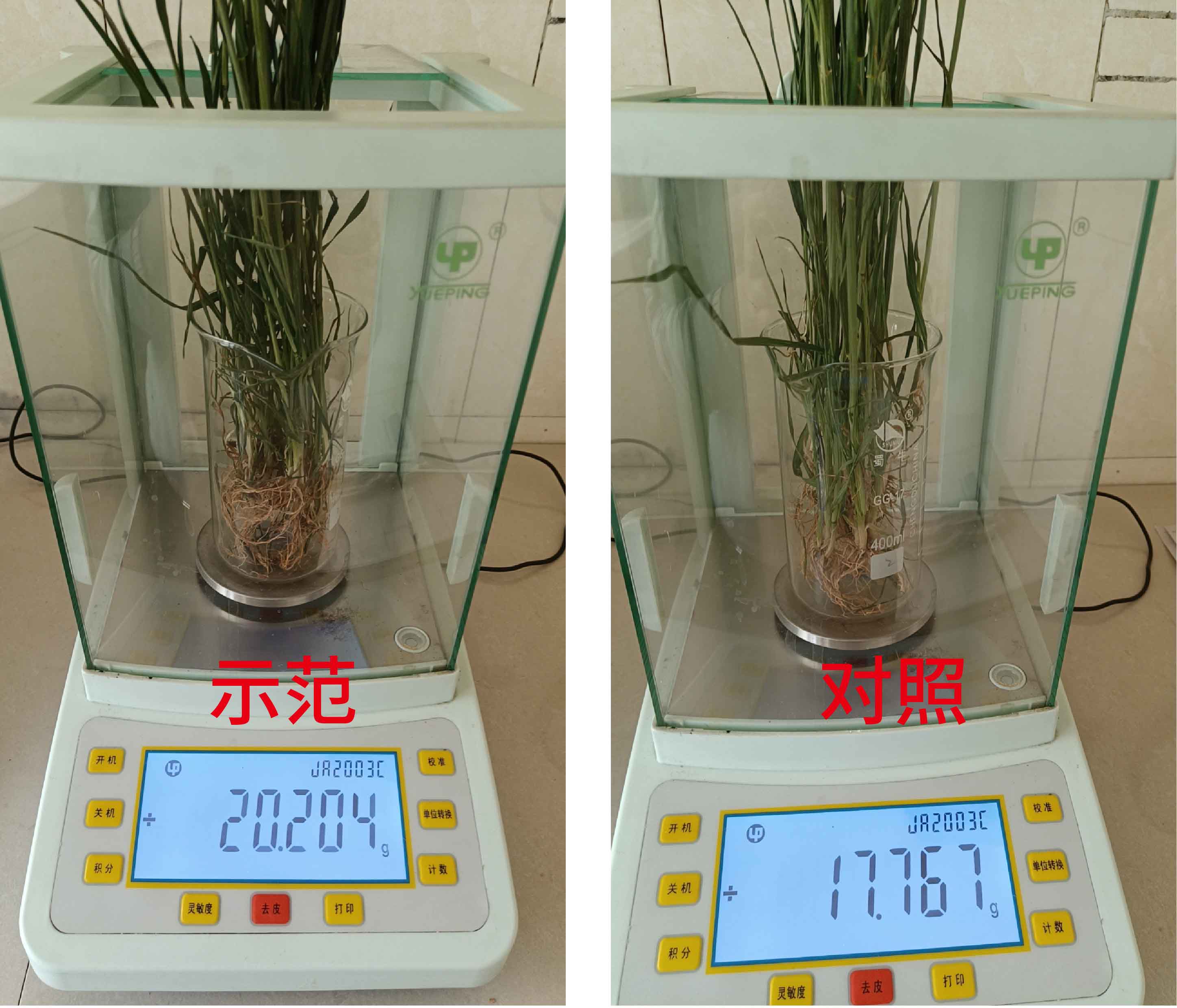 1683615453922098.jpg 根系干重對(duì)比-01.jpg